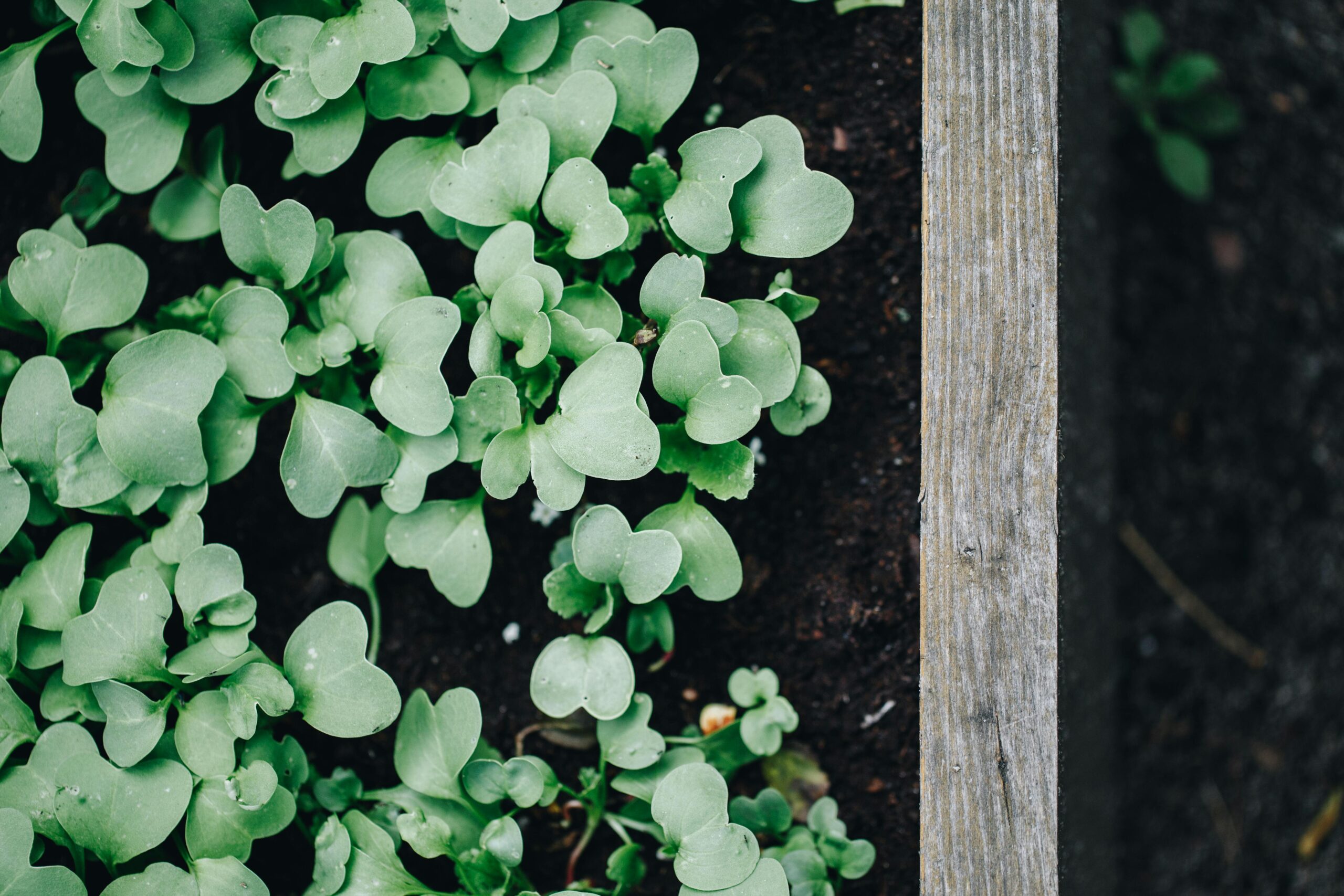 Dynamic top view of fresh green seedlings in a wooden planter box.